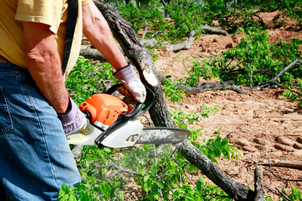 Best Lawn Grading and Leveling  in Madison Center, CT